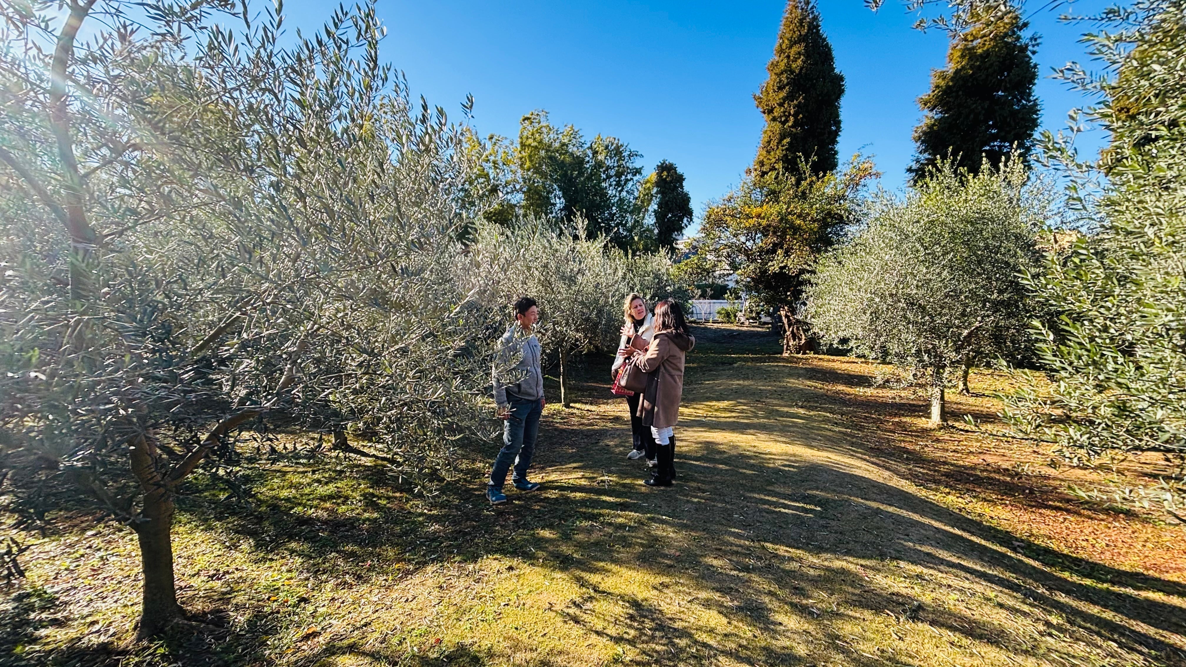 東京に、オリーブの物語が根を張っていた