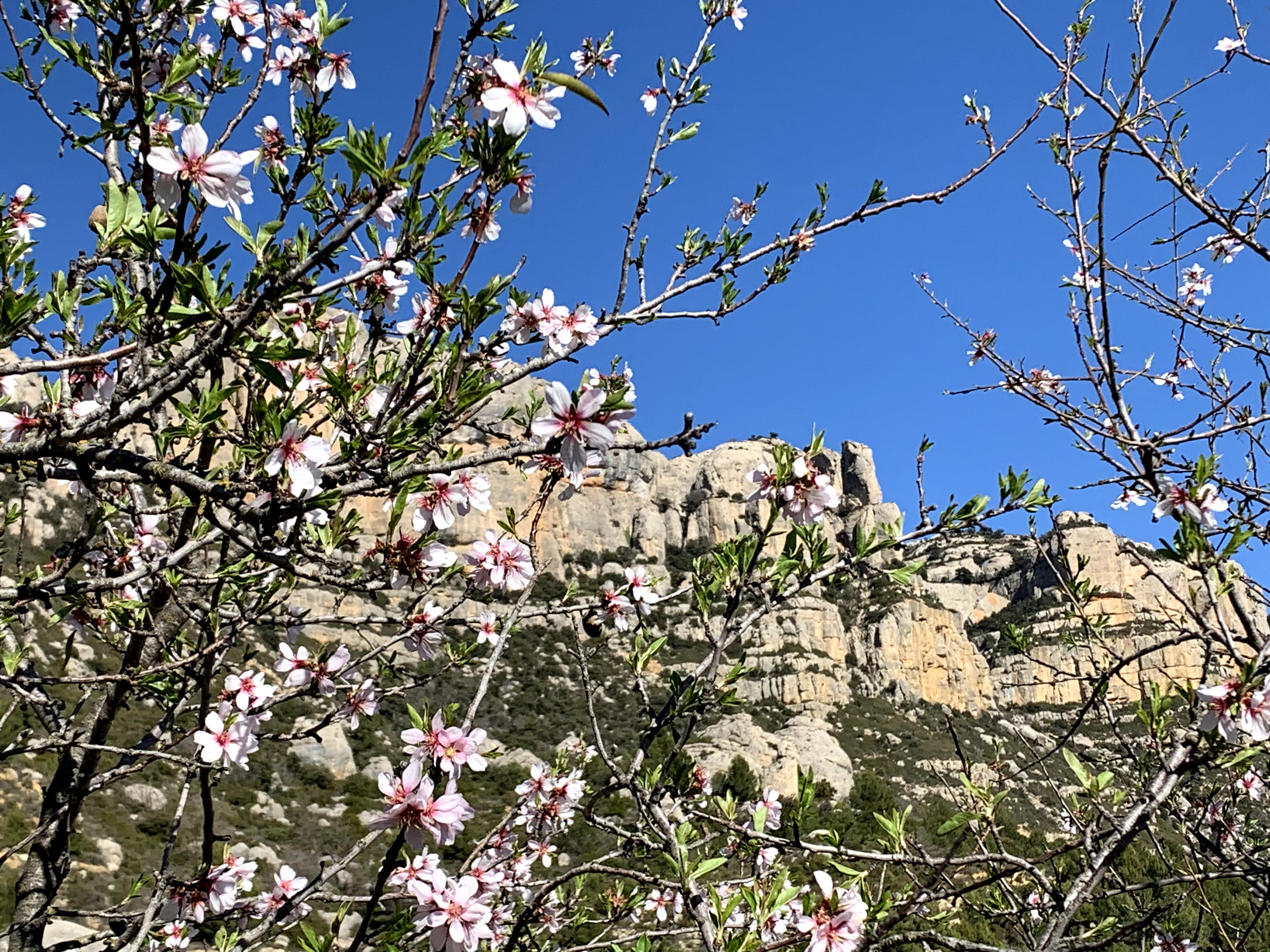 アーモンドと巡る、スペインの幸せな風景