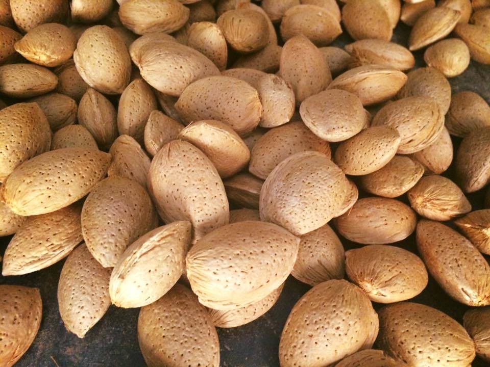 Almond